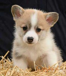 Velški korgi Welsh Corgi Pembroke